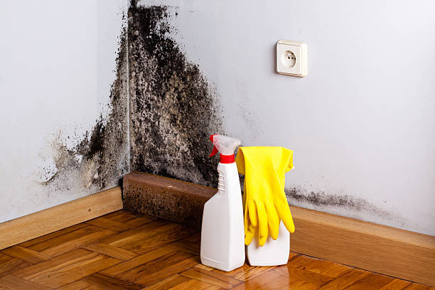 Best White Mold Remediation in South Daytona, FL